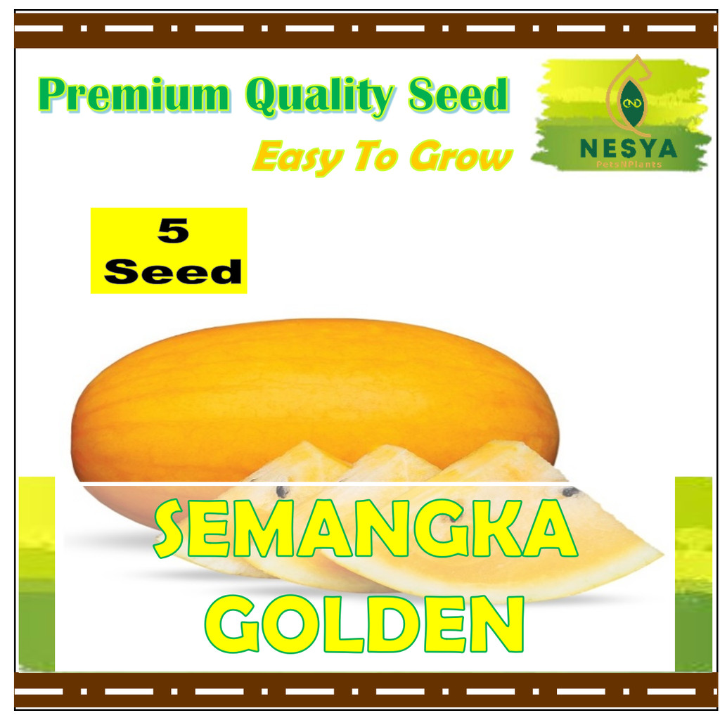 5 Biji Benih Semangka Golden Buah Semangka Golden