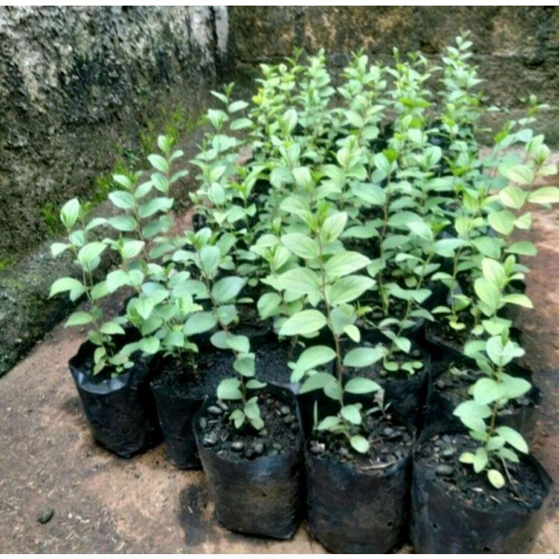 POHON Bidara Arab-Bibit Tanaman Bidara Arab