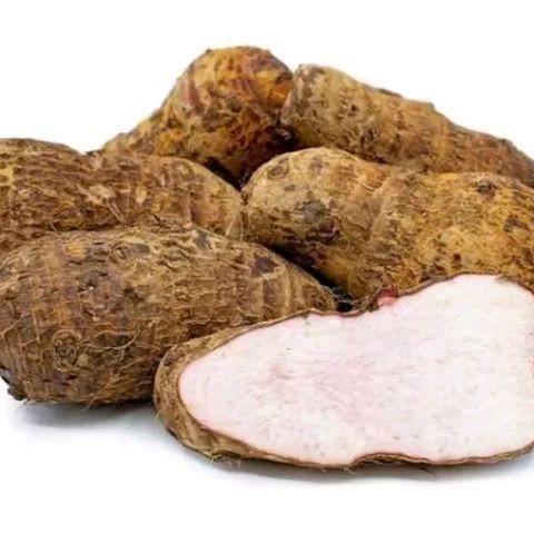 ubi talas gajah super atau buah talas gajah pres