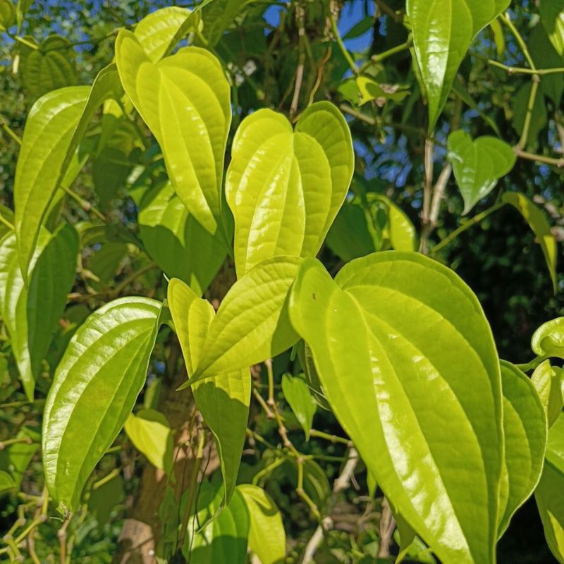 

Daun Sirih Segar 1 Ikat Isi 25 Lembar