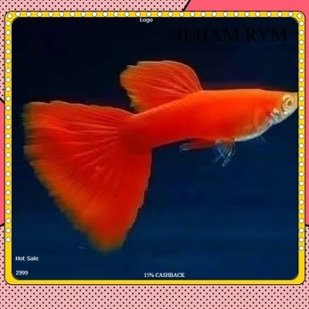 pemanis aquarium afr sepasang jantan betina GUPPY GUPI