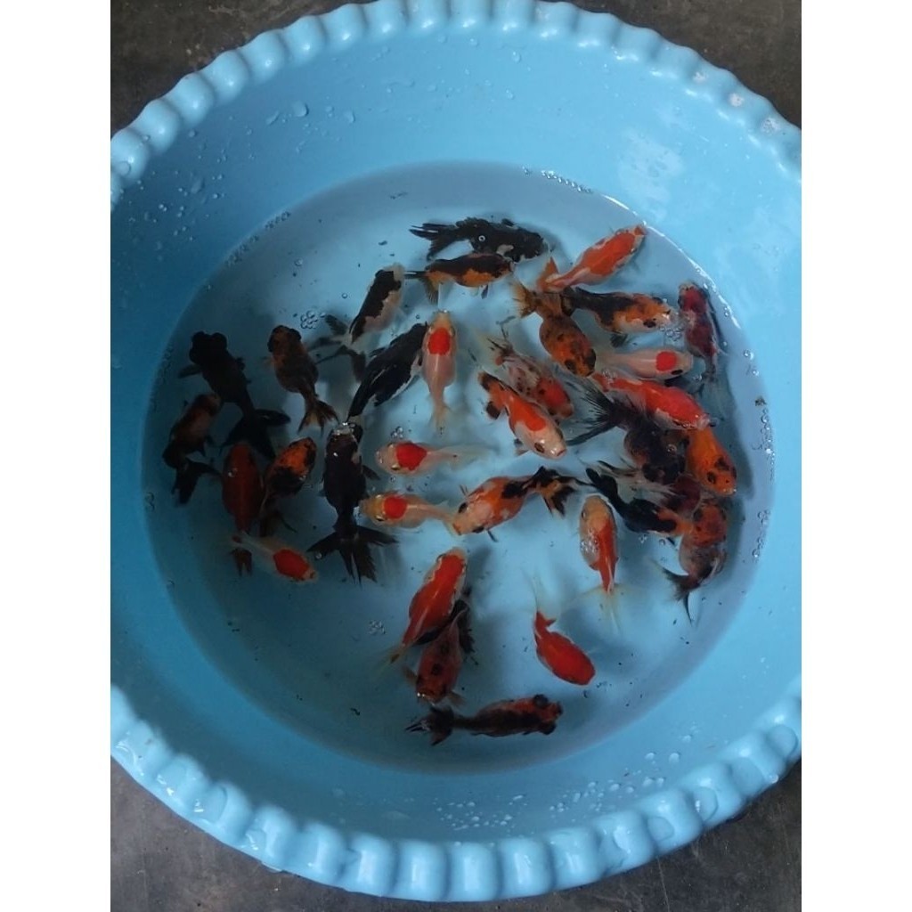 Oranda RANCHU PW RW RECUP TEKIM