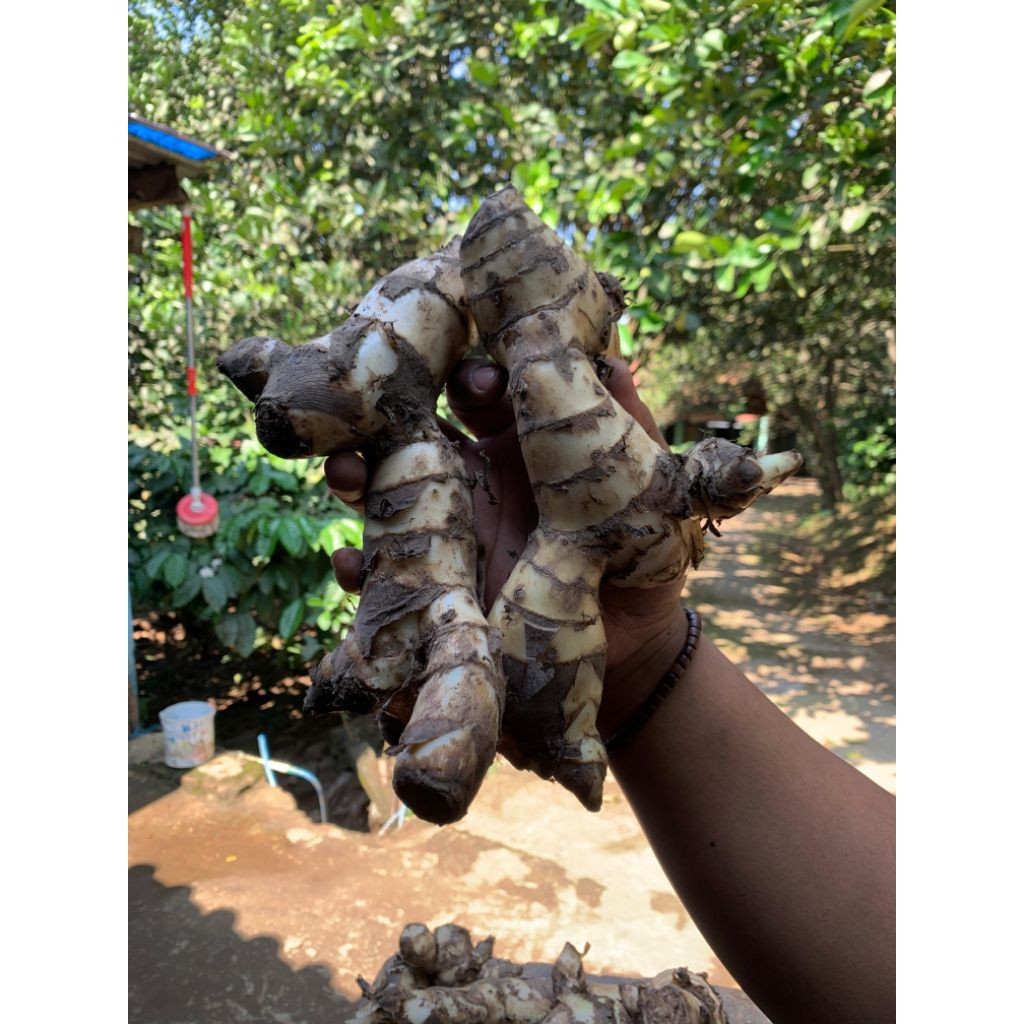 (1 Kg) Ganyong / Ganclong Asli Dari Lereng Muria