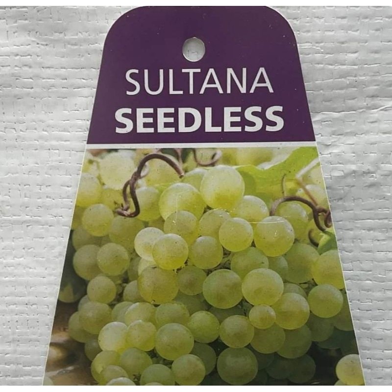 Tanaman bibit anggur jenis sultana anggur hijau tanpa biji