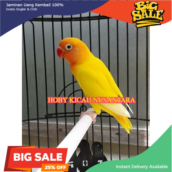 Burung Lovebird Lutino Mata Hitam love bird dewasa siap ternak