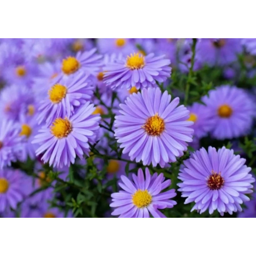 Bibit Biji BENIH BUNGA KRISAN UNGU IMPORT