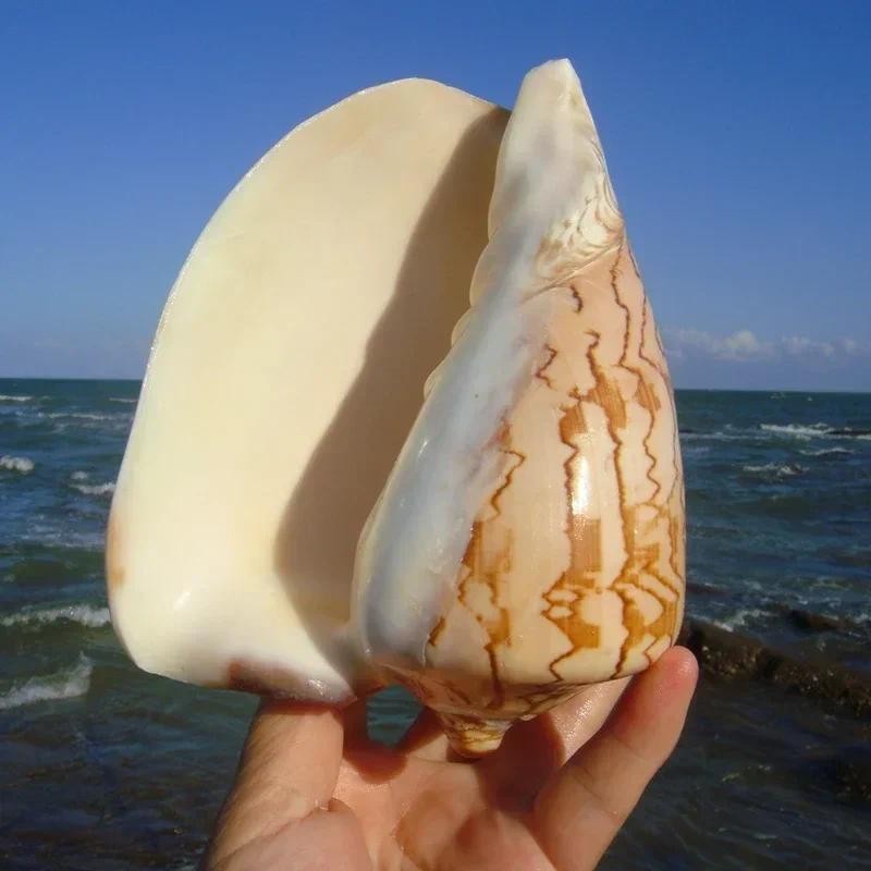 Natural Mountain Snail Scenery Snail Shell Nipple Vortex Con Home Furnishings Snail Number Gift