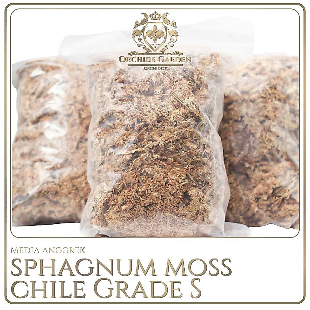 Sphagnum Moss CHILE Chilean Sphagnum Moss GRADE S IMPORT Media Tanam Anggrek Spagnum Mos SpaghnumSph