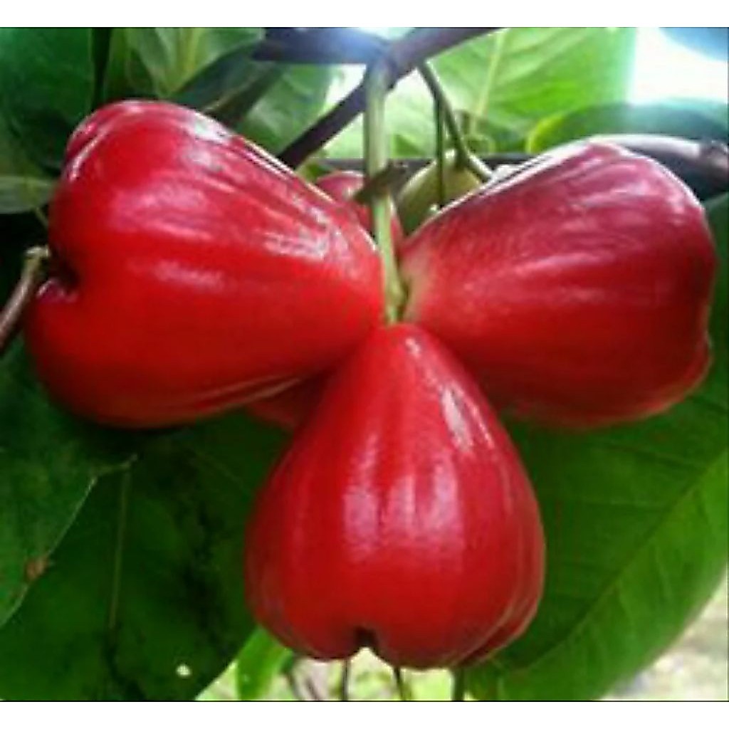bibit jambu air citra, bibit tanaman jambu air citra, bibit buah jambu.