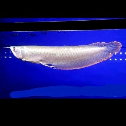 Ikan Hias Arwana Silver Red Ikan Hiasan Predator Ikan Air Tawar Aquarium Kolam