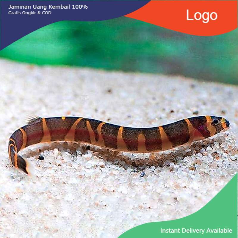 IKAN HIAS KUHLI LOACH KUHLILOACH KULILOACH KULI PANGIO AIR TAWAR
