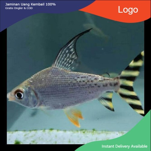 Ikan Hias American Flagtail Yellow Feifeng Fei Feng Ikan Air Tawar Pembersih Lumut