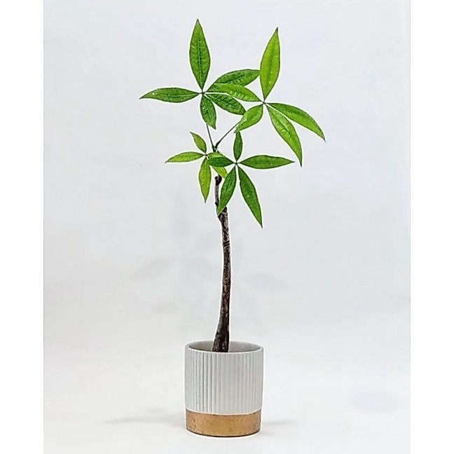 Tanaman Pachira - Pohon Pachira - Tanaman Hias Money Tree