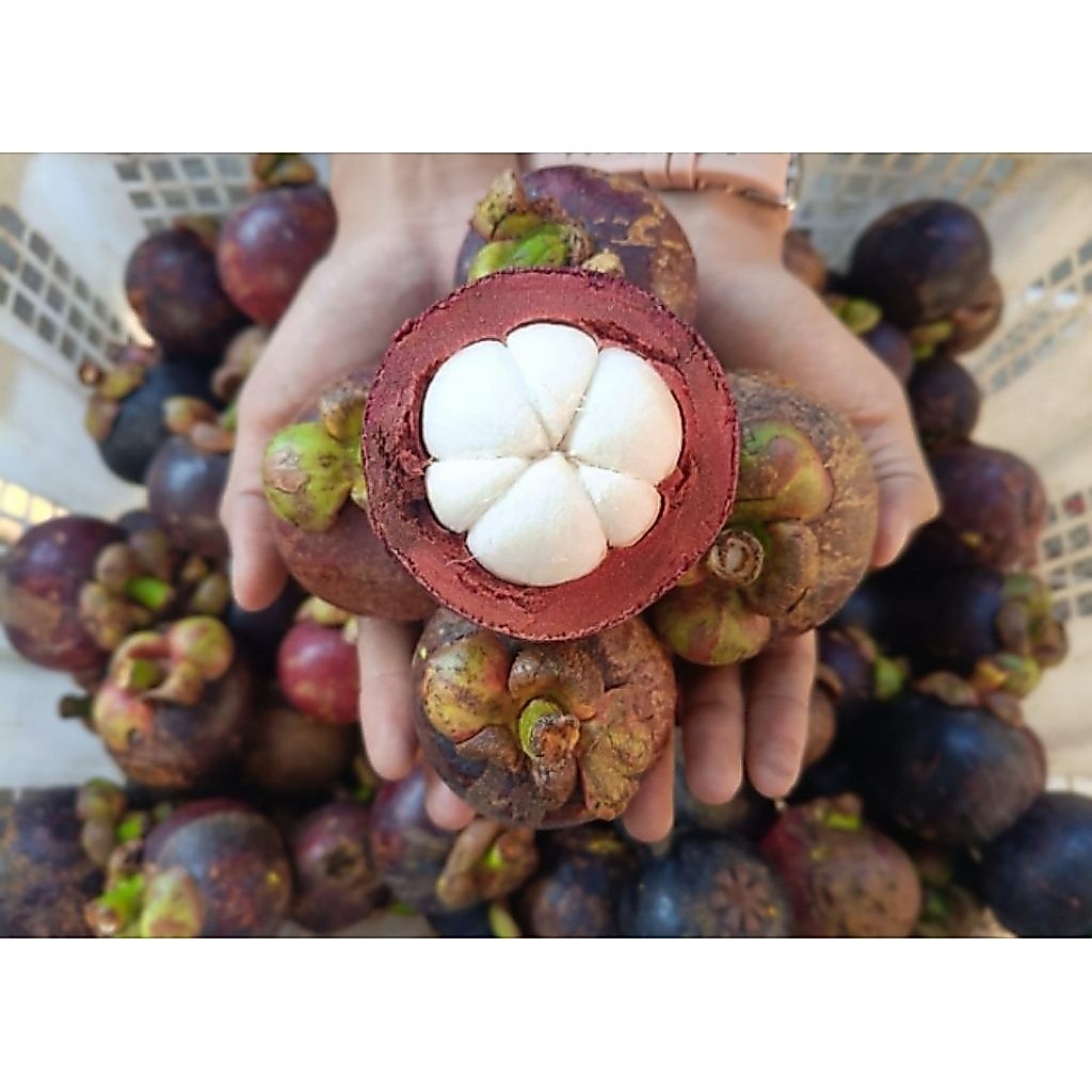 1kg buah manggis