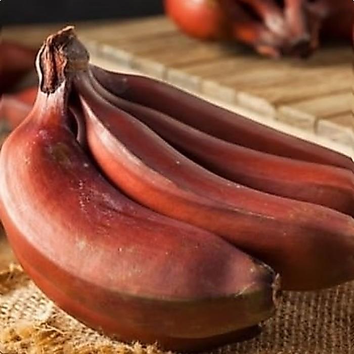 Bibit Pisang Merah Ruby MMZ