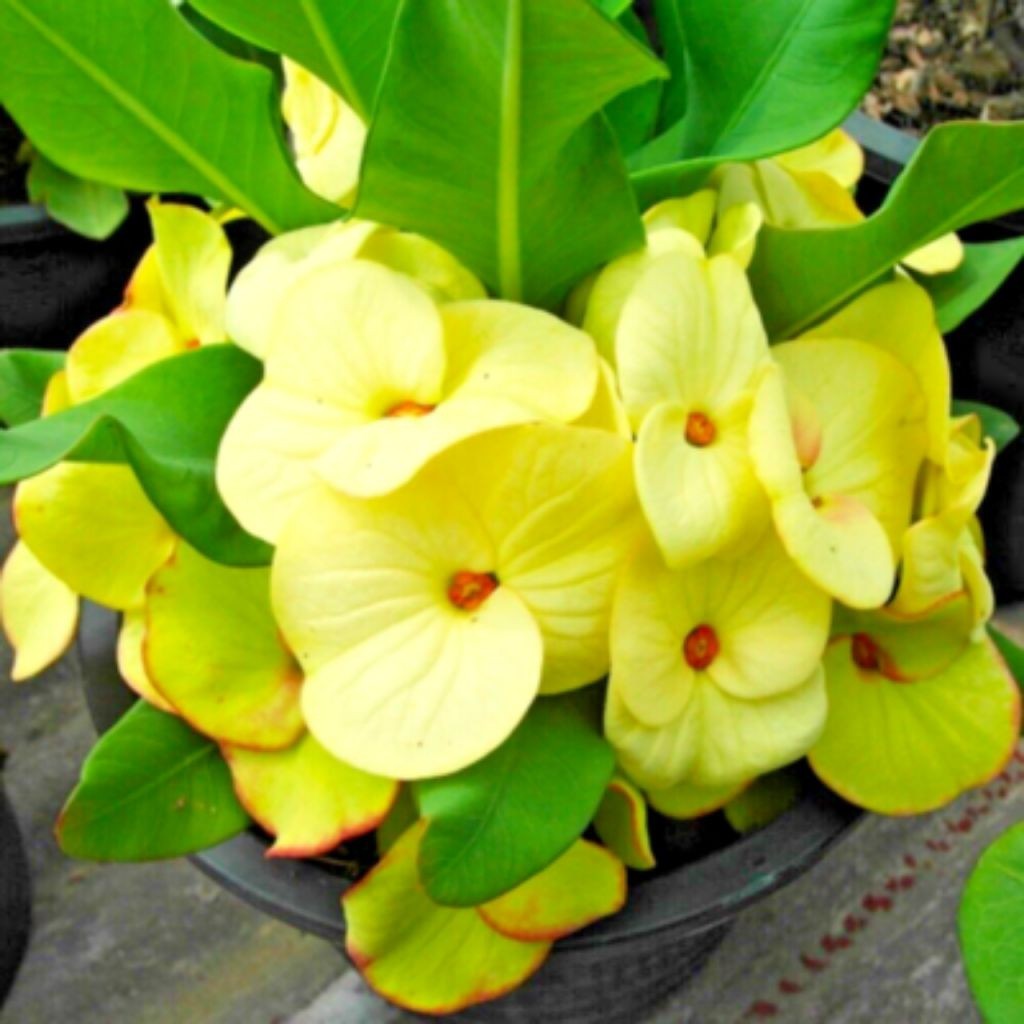 Tanaman Hias Eforbia Tanaman Hidup Eforbia