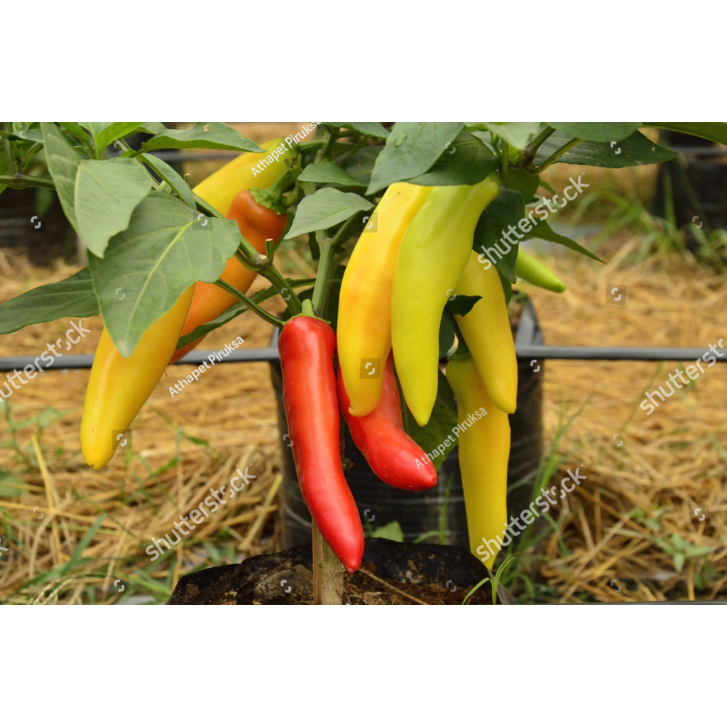 AL BENIH BIJI Bibit Cabe Rawit VIRAL