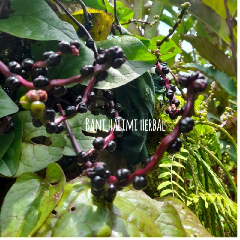 Buah Angkung Merah Segar Organik