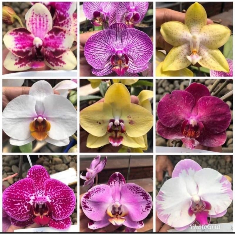 ( BISA COD ) Tanaman Hias Anggrek Bulan JUMBO PASCA BUNGA PREMIUM / Bunga Hias Anggrek Bulan Tanaman