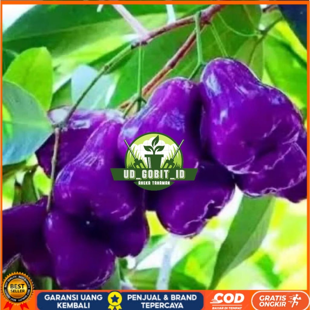 Bibit Jambu Citra Ungu Hasil Okulasi | Jambu Air Ungu UD_GOBIT_ID