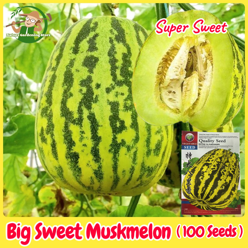 Benih Melon F1 HONEY GLOBE 30 biji Biji Benih Melon Madu Manis Hibrida F1