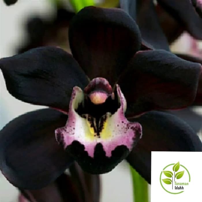 Bibit tanaman hias TanamaHias adenium Kamboja Hitam-adenium bunga tumpuk-obesum-kamboja jepang-kembo