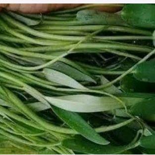 eceng sawah segar di petik dadakan 15 bibit eceng sawah eceng sayur siap kirim