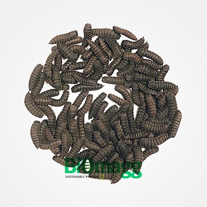 PROMO Pupa Maggot BSF Unggul (Pupae)