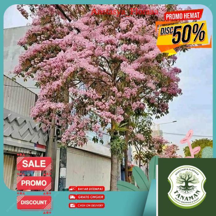 AN20 POHON TABEBUYA 3 METER ROSEA PINK