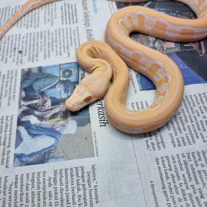 READY  GE retic tiger albino whitephase