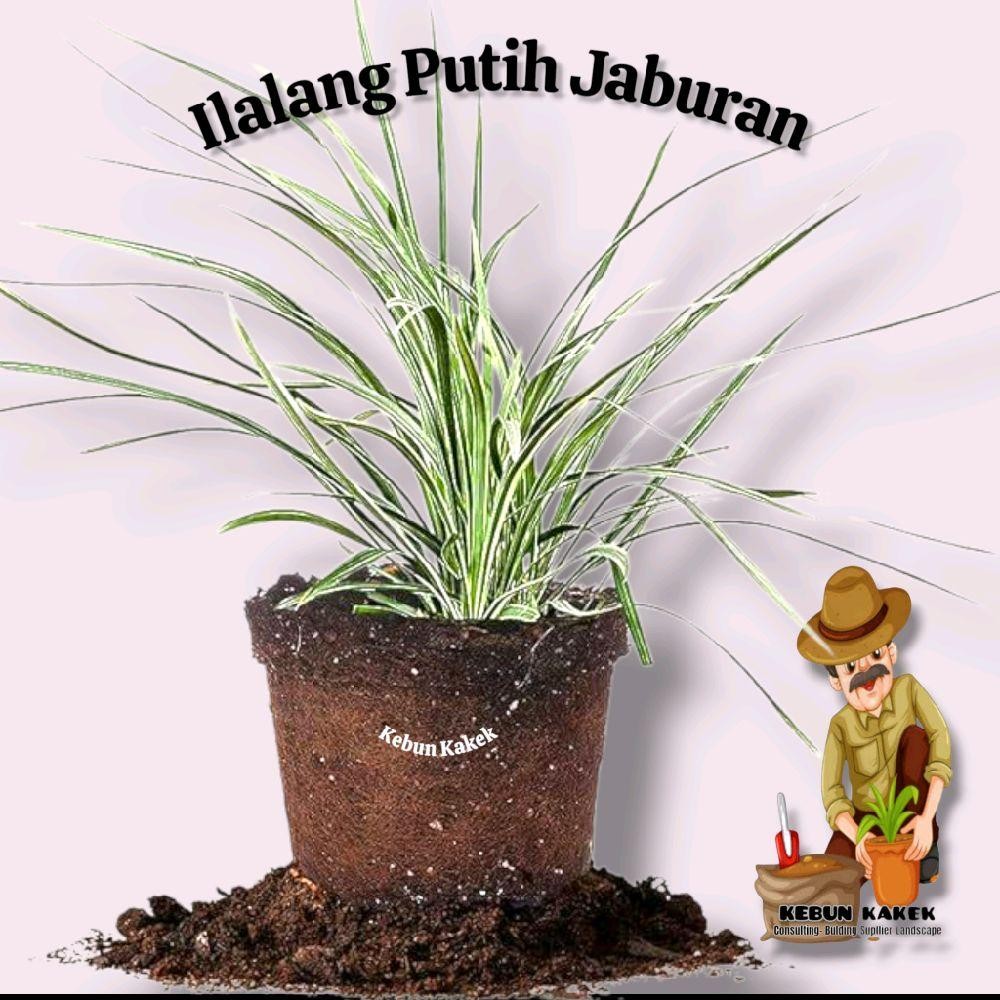 Ilalang Putih Jaburan / Tanaman Alang Alang Putih / Tanaman Jaburan / Rumput Ilalang Putih Pot