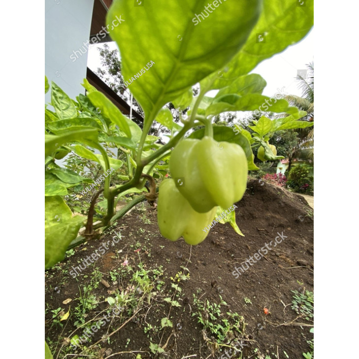 PDG Benih Biji Cabai Katokkon