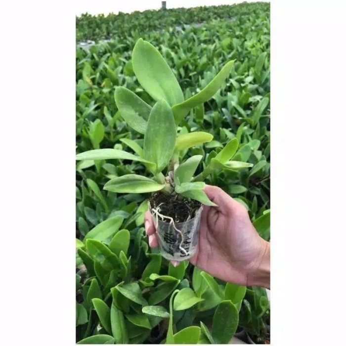 (TERMURAH) Seedling Anggrek Dendrobium Blue - Biru - Bunga Hias Anggrek