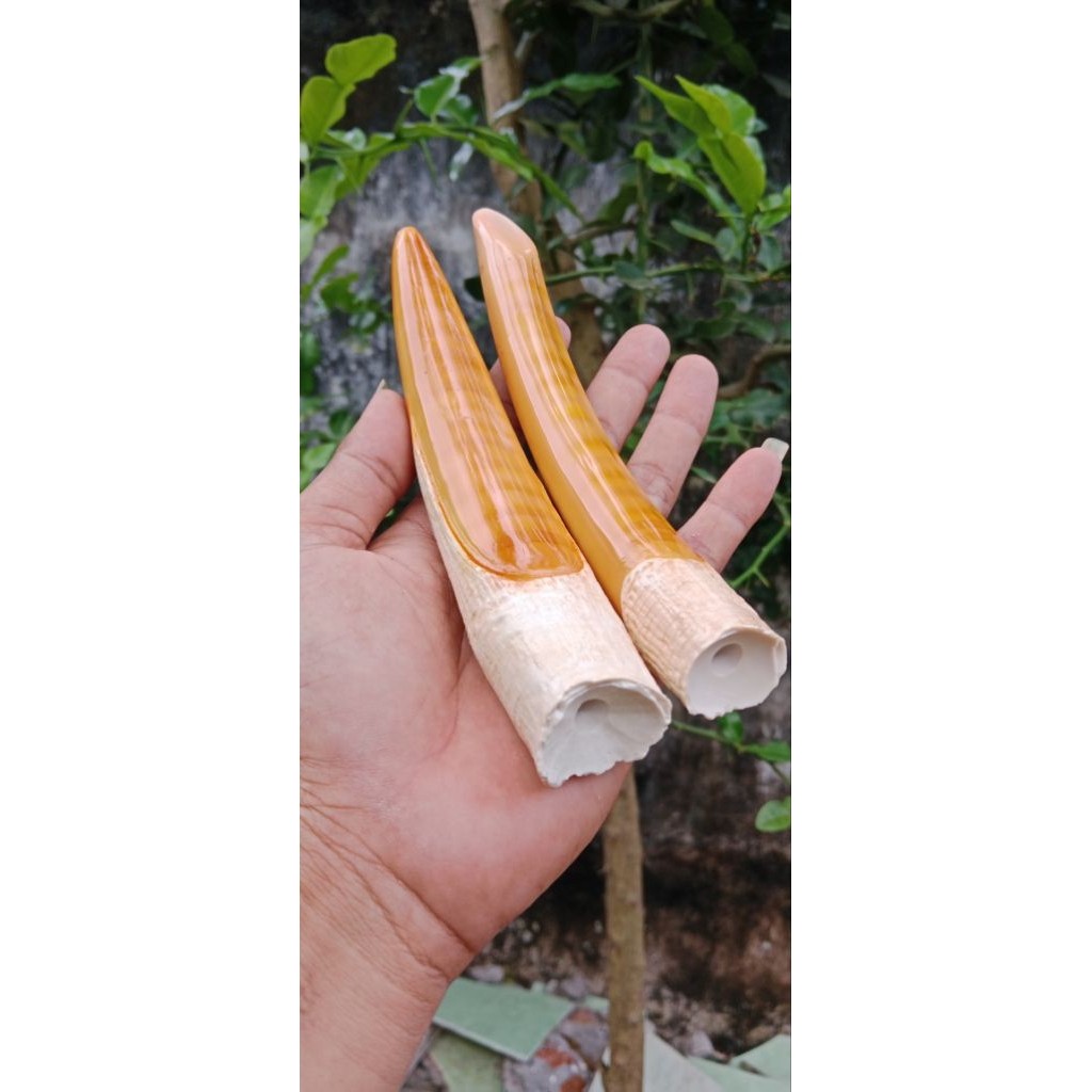 Once padutan pipa cangklong sarigading model taring duyung super