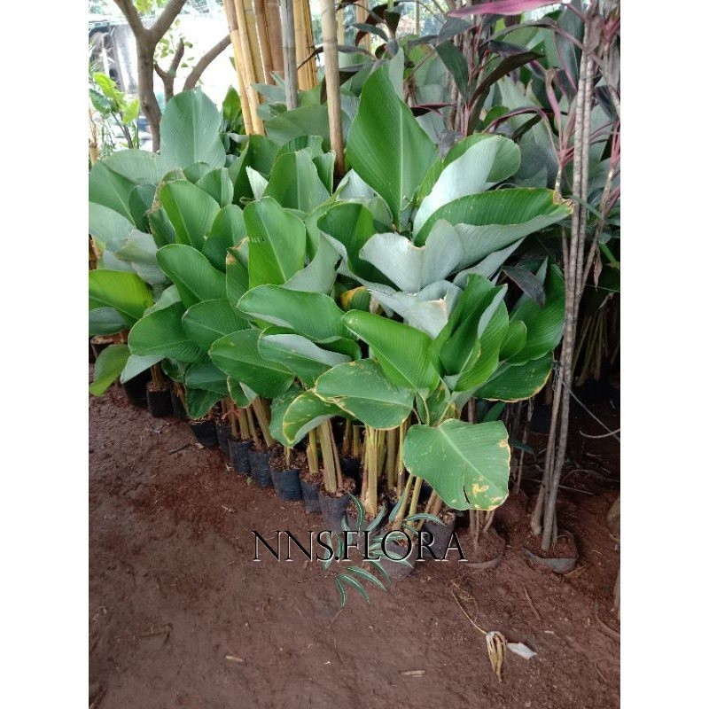 Tanaman Taman Calathea Pisang Calatea Calathea Pisang kipas / luthea