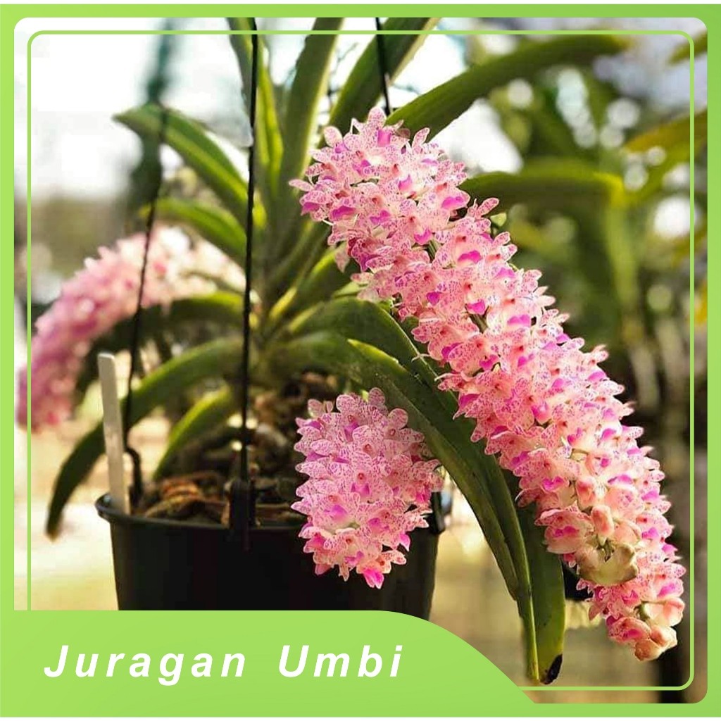 anggrek ekor tupai / Rhyncostilis Gigantea Anggrek Ekor Rubah Ekor Tupai