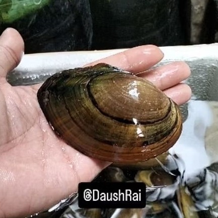 Promo KERANG BESAR AIR TAWAR HIDUP  Ikuzo_store