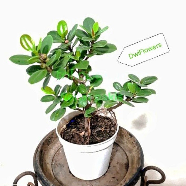 ( BISA COD ) PROMO Tanaman Hias Beringin Korea Bahan Bonsai / Tanaman Hidup Bringin Korea Bonsai Ber