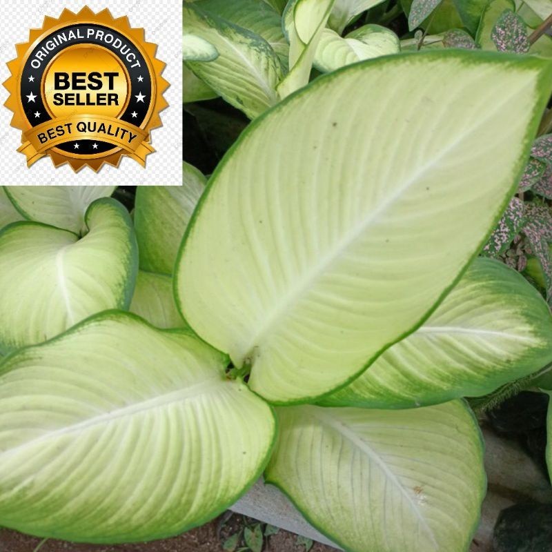 Aglonema Tisu Bangkok Dewasa Warna Putih