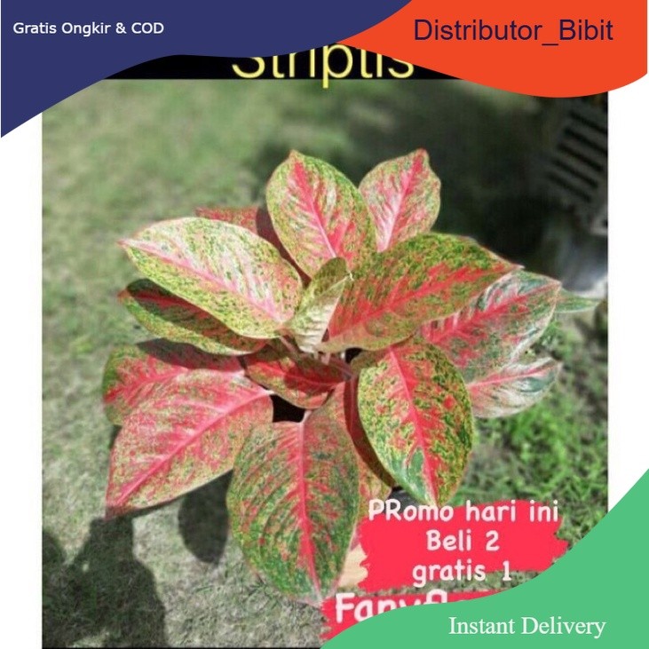 AGLONEMA / wulandari striptis