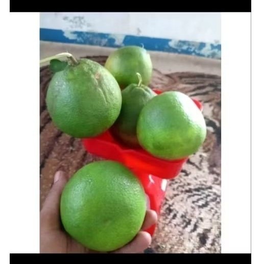 Jeruk Bali Mini / Jeruk Pamelo putih