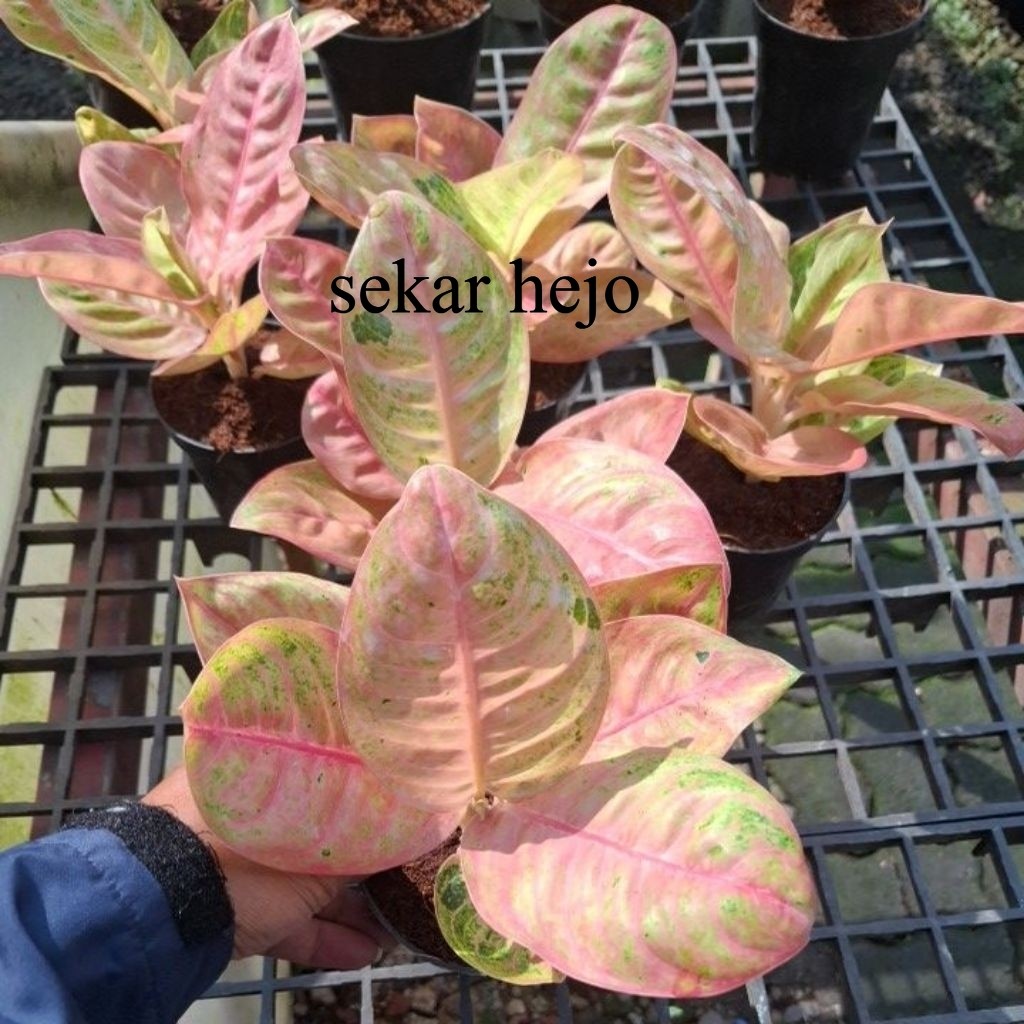 Aglonema Denpasar moon