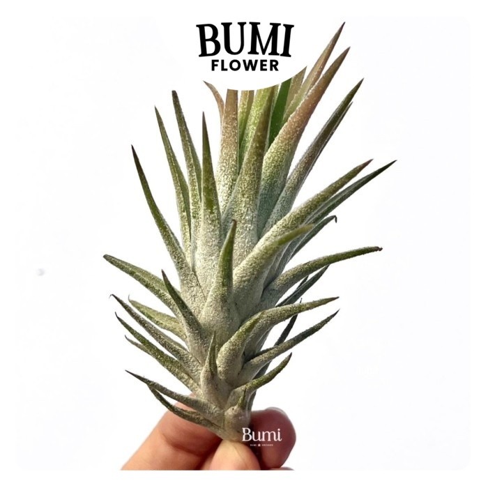 Tillandsia ionantha var. vanhyningii 'Raspberry' - Bumi Tillandsia Air Plants Tanaman Hidup Tanpa Ta