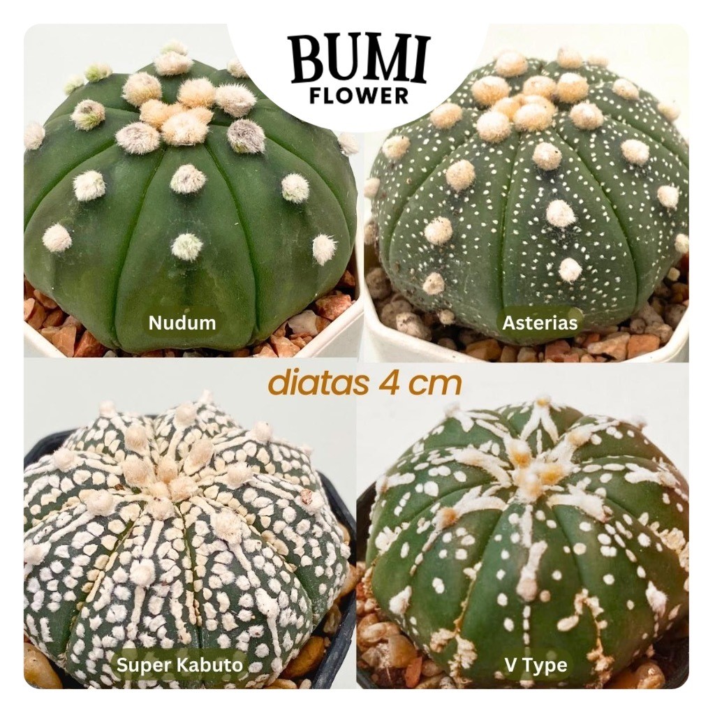 Astrophytum asterias V Type, Super Kabuto, Nudum, Asterias - BUMI Gurun Kaktus Cactus Succulent