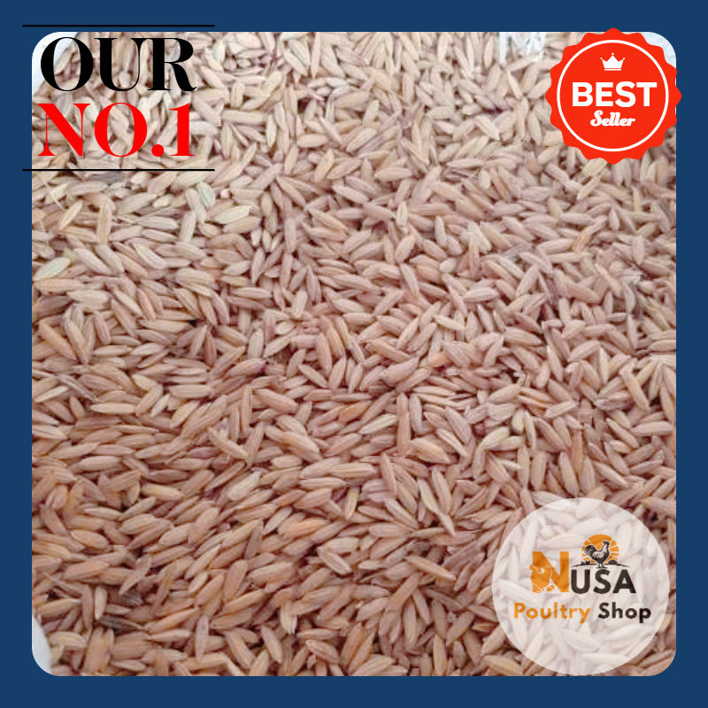Anselps - Gabah Padi Beras Merah Kering 1 Kg - Pakan Ternak Ayam Bebek Burung Entog DLL