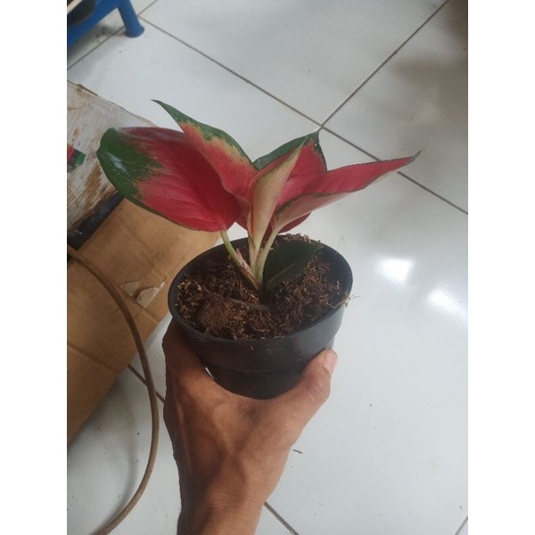 promo aglonema suksom jaipong remaja - tanaman aglonema suksom jaipong
