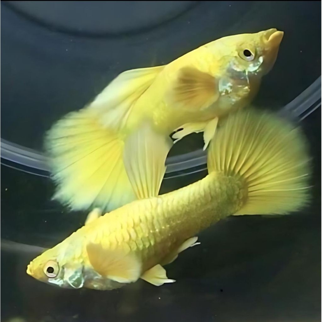 pelengkap aquarium Guppy super gold l Guppy full gold l guppy 24k sepasang/jantan/betina termurah