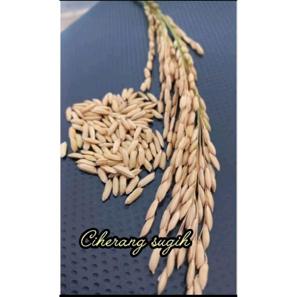 (5KG) benih padi bibit padi CIHERANG JUMBO  genjah kemasan  kualitas premium Kuning Daun mapan 05 as