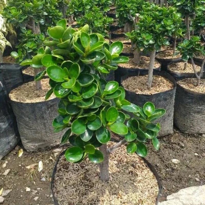 TANAMAN FULL MEDIA Bahan Bonsai Beringin Dolar Mangkok (Ficus coreana) – Batang Kokoh & Rimbun -Daun