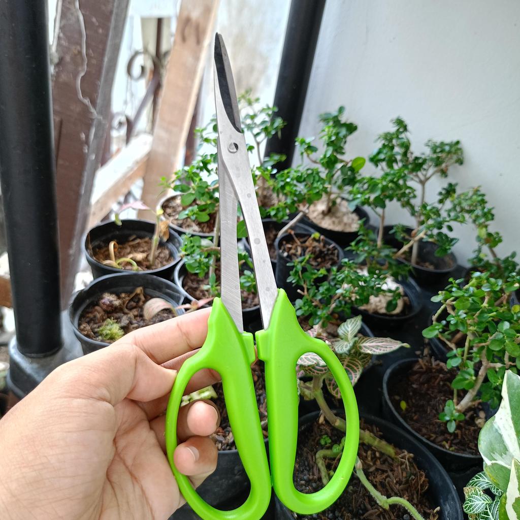 gunting tanaman stainless steel